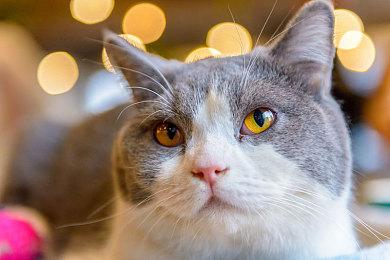 阿里云全面推行AI写代码 未来20%代码由通义灵码编写